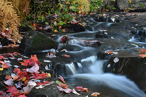 Nikon Z7 Review: Field Test -- Gallery Image