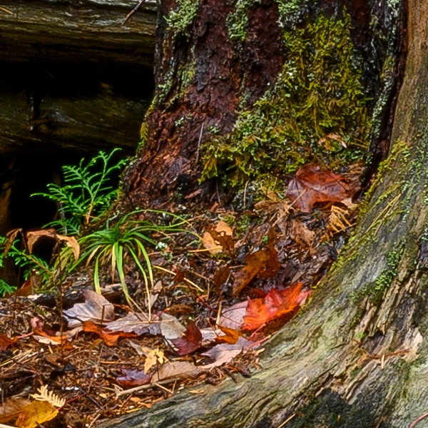 Nikon Z7 Review: Field Test -- Gallery Image