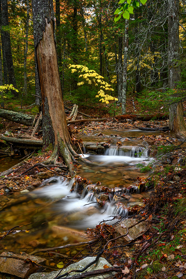Nikon Z7 Review: Field Test -- Gallery Image