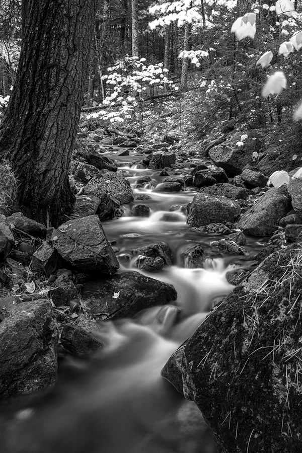 Nikon Z7 Review: Field Test -- Gallery Image