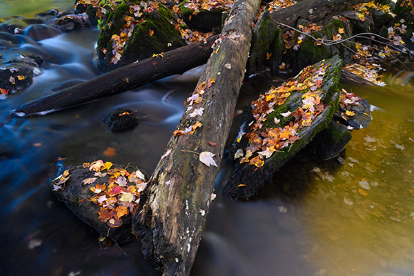 Nikon Z7 Review: Field Test -- Gallery Image