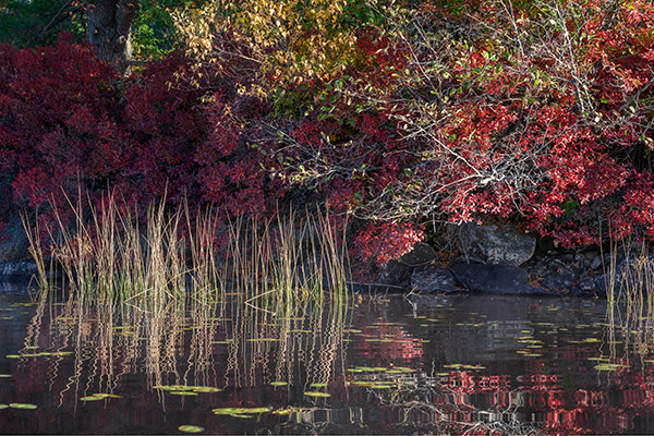 Nikon Z7 Review: Field Test -- Gallery Image