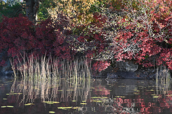 Nikon Z7 Review: Field Test -- Gallery Image