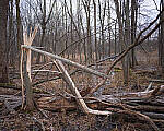 Click to see Y-JG-NIKON-Z9-0010-MOD.JPG