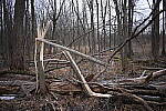 Click to see Y-JG-NIKON-Z9-0010.JPG