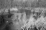 Click to see Y-JG-NIKON-Z9-0017-MOD.JPG