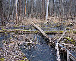 Click to see Y-JG-NIKON-Z9-0022-MOD.JPG