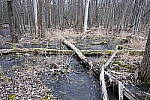 Click to see Y-JG-NIKON-Z9-0022.JPG