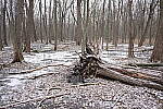 Click to see Y-JG-NIKON-Z9-0077.JPG