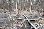 Click to see Y-JG-NIKON-Z9-0118.JPG