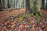 Click to see Y-JG-NIKON-Z9-0221-MOD.JPG