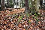 Click to see Y-JG-NIKON-Z9-0221.JPG