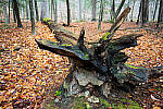 Click to see Y-JG-NIKON-Z9-0236-MOD.JPG