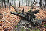 Click to see Y-JG-NIKON-Z9-0236.JPG