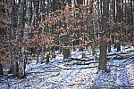 Click to see Y-JG-NIKON-Z9-0323.JPG