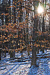 Click to see Y-JG-NIKON-Z9-0330-MOD.JPG