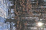 Click to see Y-JG-NIKON-Z9-0330.JPG