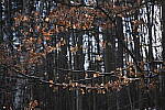 Click to see Y-JG-NIKON-Z9-0333.JPG