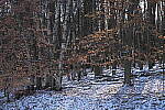 Click to see Y-JG-NIKON-Z9-0336.JPG