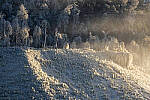 Click to see Y-JG-NIKON-Z9-0367-MOD.JPG