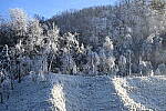 Click to see Y-JG-NIKON-Z9-0368.JPG