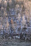 Click to see Y-JG-NIKON-Z9-0375.JPG