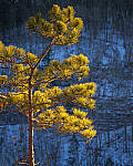 Click to see Y-JG-NIKON-Z9-0404-MOD.JPG