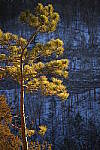 Click to see Y-JG-NIKON-Z9-0404.JPG