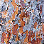 Click to see Y-JG-NIKON-Z9-0432-MOD.JPG