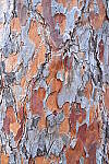 Click to see Y-JG-NIKON-Z9-0432.JPG