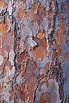 Click to see Y-JG-NIKON-Z9-0433-MOD.JPG