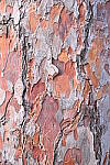 Click to see Y-JG-NIKON-Z9-0433.JPG