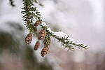 Click to see Y-JG-NIKON-Z9-0461.JPG