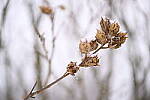 Click to see Y-JG-NIKON-Z9-0470.JPG