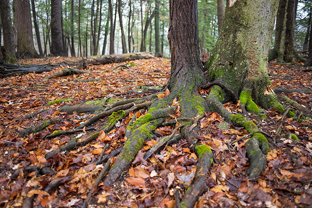Nikon Z9 Review: Field Test -- Gallery Image