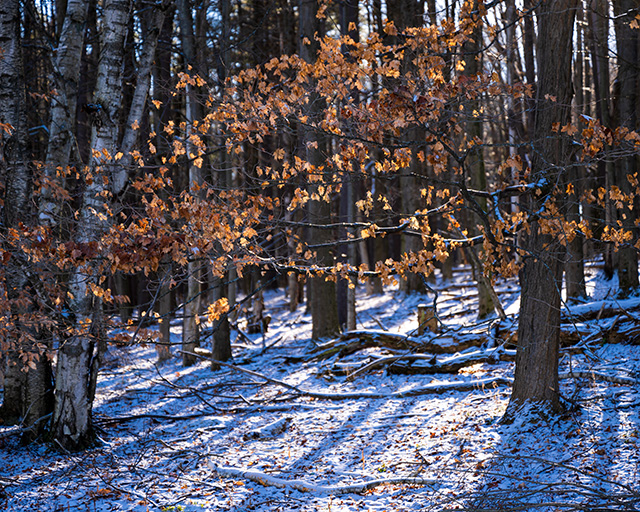 Nikon Z9 Review: Field Test -- Gallery Image