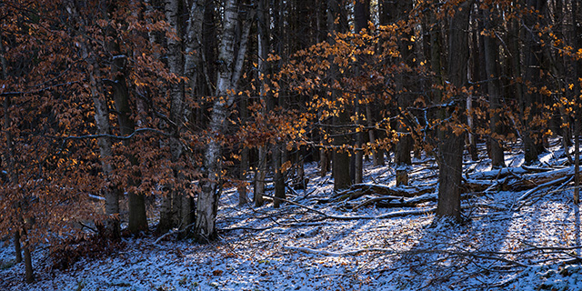 Nikon Z9 Review: Field Test -- Gallery Image