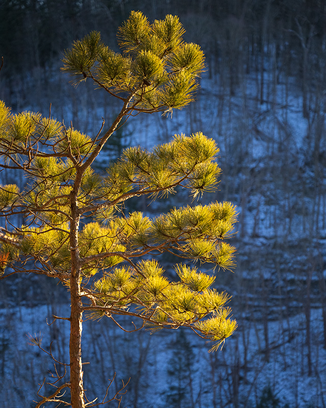 Nikon Z9 Review: Field Test -- Gallery Image