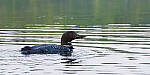Click to see Y-JG-NIKON-Z-FC-0115-MOD.JPG