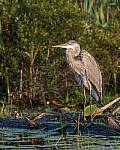 Click to see Y-JG-NIKON-Z-FC-0155-MOD.JPG