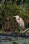 Click to see Y-JG-NIKON-Z-FC-0155.JPG
