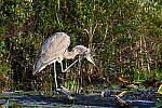 Click to see Y-JG-NIKON-Z-FC-0165.JPG