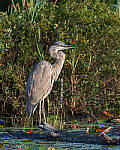 Click to see Y-JG-NIKON-Z-FC-0169-MOD.JPG