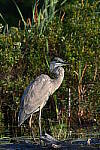 Click to see Y-JG-NIKON-Z-FC-0174.JPG