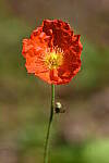 Click to see Y-JG-NIKON-Z-FC-0234.JPG