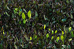 Click to see Y-JG-NIKON-Z-FC-0313-MOD.JPG