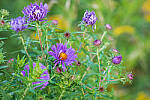 Click to see Y-JG-NIKON-Z-FC-0316-MOD.JPG