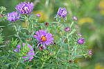 Click to see Y-JG-NIKON-Z-FC-0316.JPG