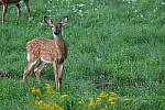 Click to see Y-JG-NIKON-Z-FC-0374.JPG