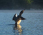 Click to see Y-JG-NIKON-Z-FC-0406-MOD.JPG